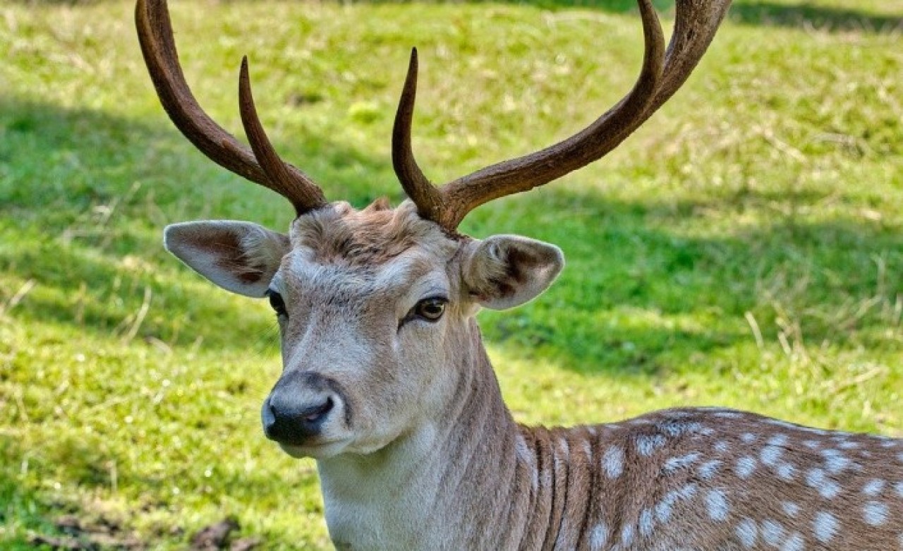 Zonguldak'ta hayvanat bahçesinden çaldıkları alageyiği yiyen 2 kişi yakalandı