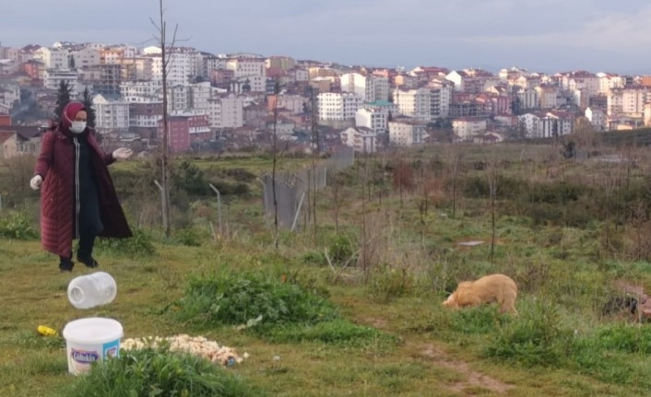 Hemşire Rukiye Toptaş Evcim,  sokak hayvanlarını 2 yıldır besliyor