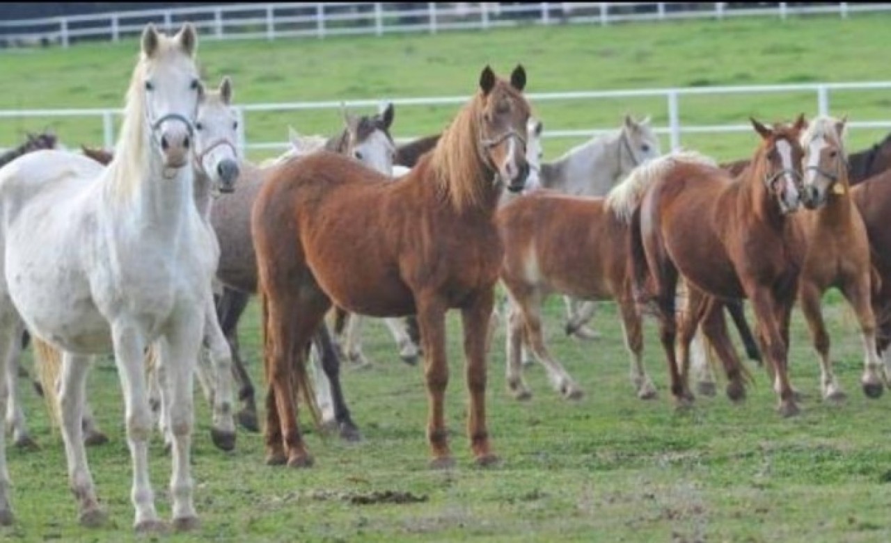 İnanılmaz iddia: İBB'nin Dörtyol Belediyesi'ne hibe ettiği kayıp atlara ne olduğu ortaya çıktı!