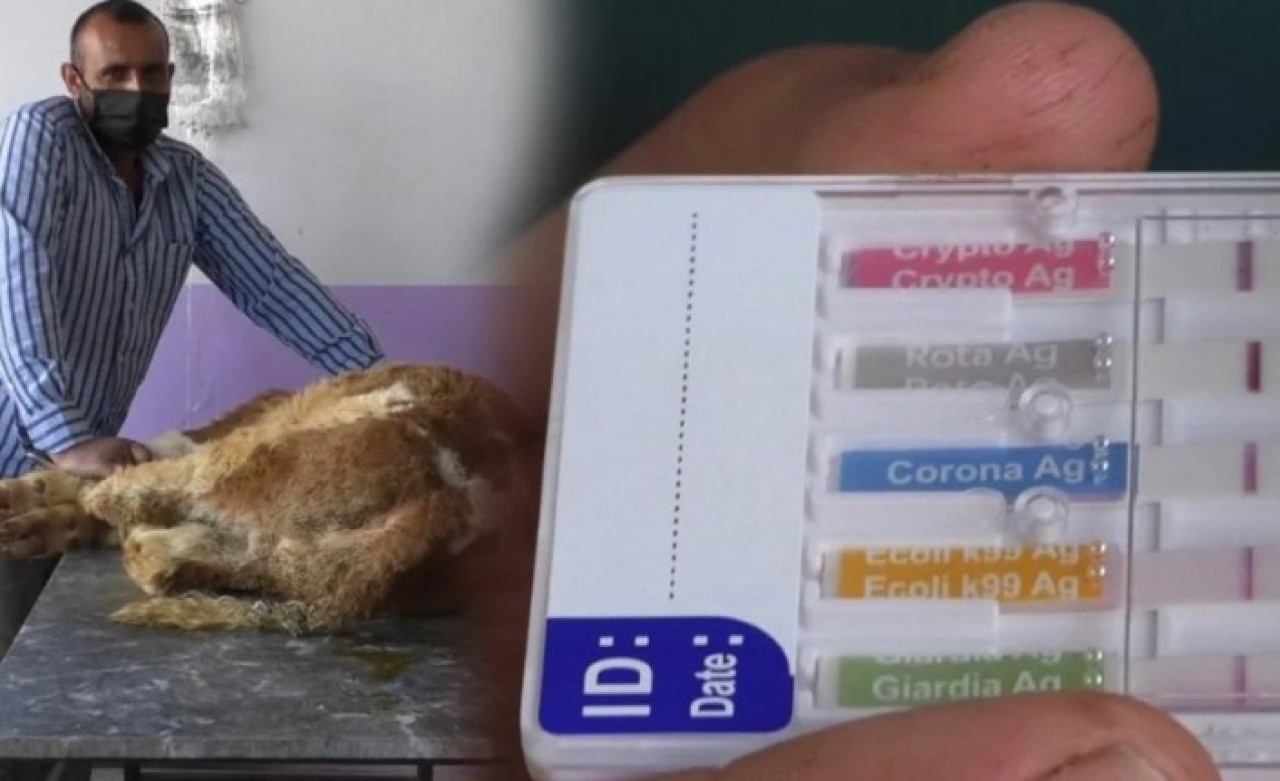 O ilde hayvanlarda koronavirüs görüldü