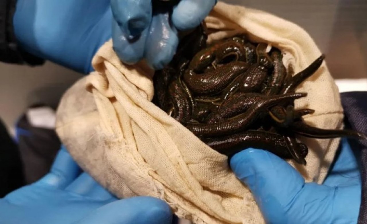 Sabiha Gökçen'de akılamaz olay! Yolcunun valizinden çıktı