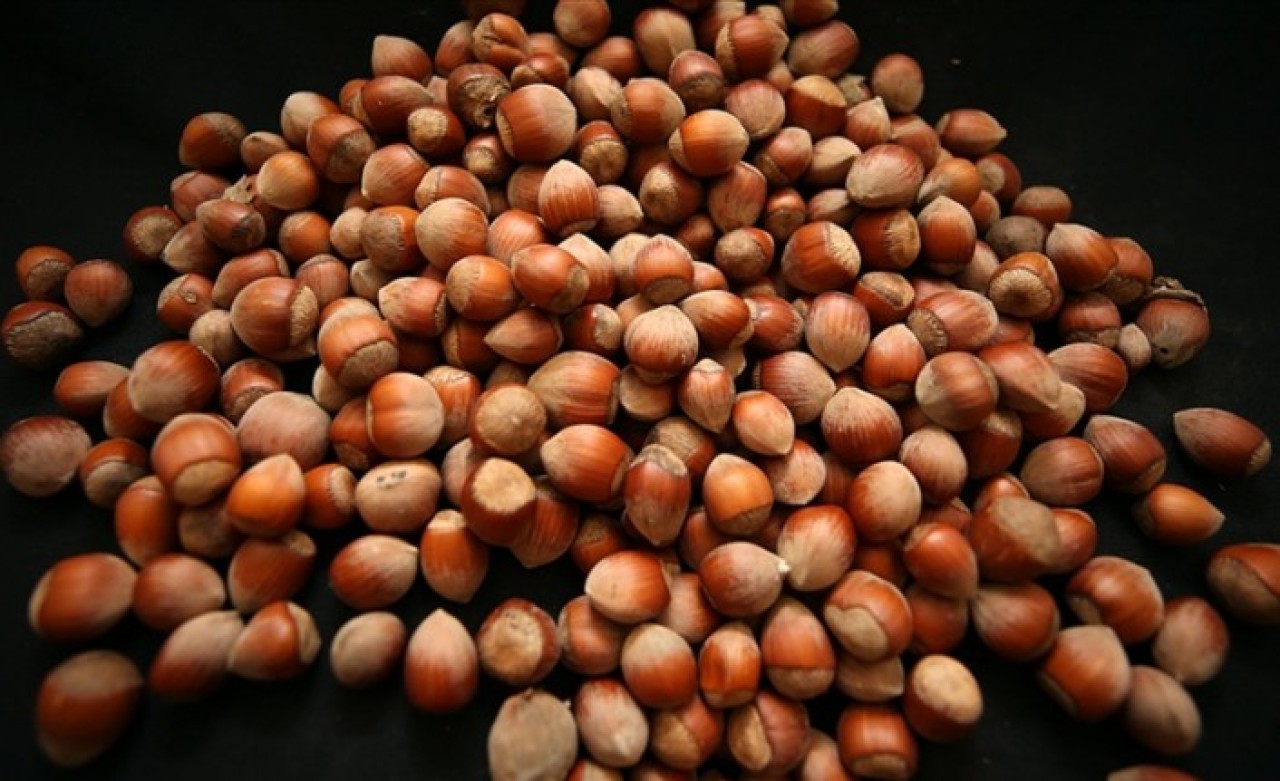 Türkiye'nin fındık ihracatının yüzde 40'ı Trabzon'dan