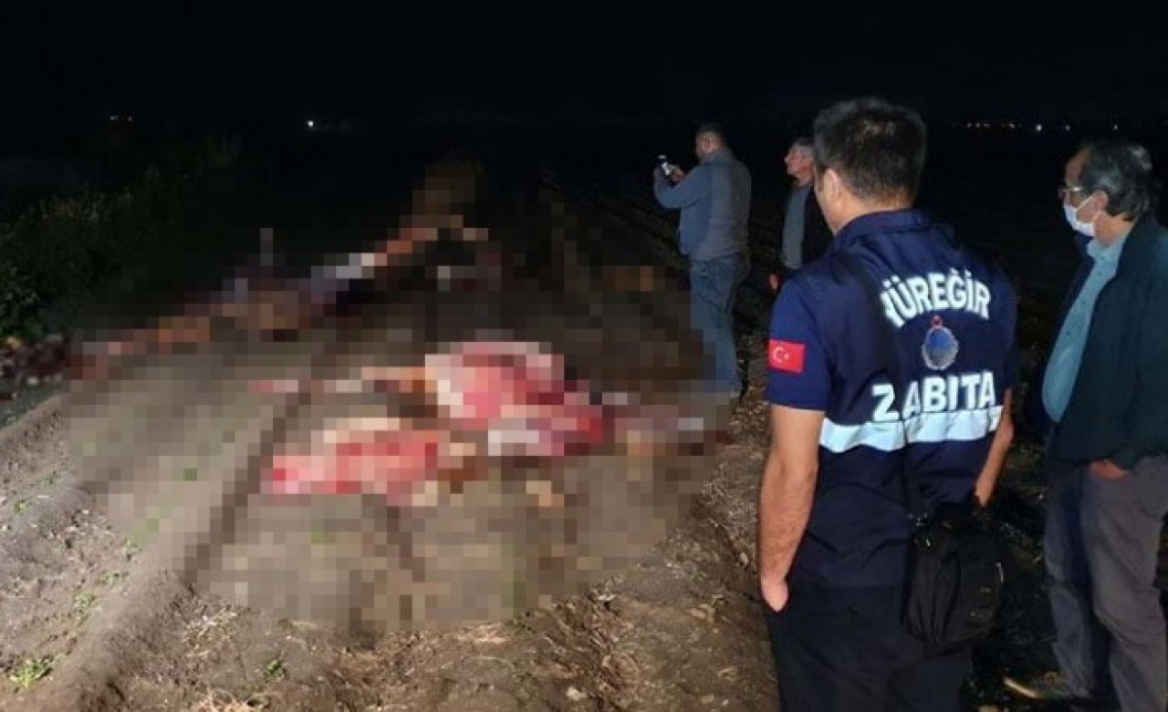 Yoksa Hatay'da kaybolan atlar mı: Adana'da kesilmiş 3 at bulundu