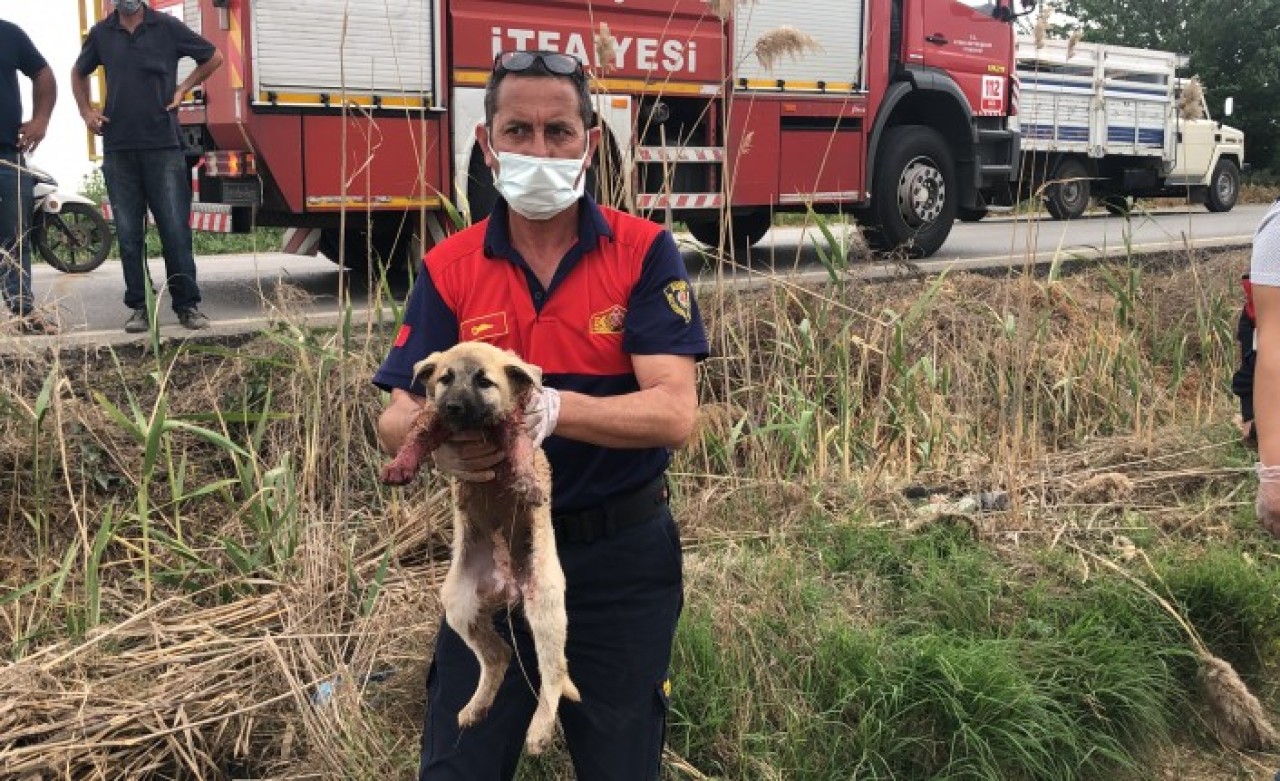 Germencik'te yavru köpeği kurtarmak isterken çukura düştü: Salih Yaylan öldü