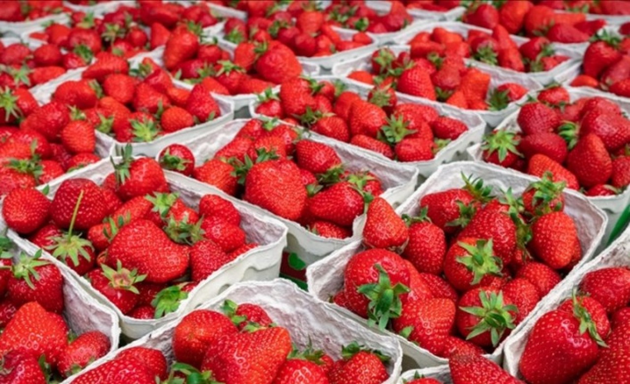 Tescilli Silifke çileği 15'ten fazla ülkeye ihraç ediliyor