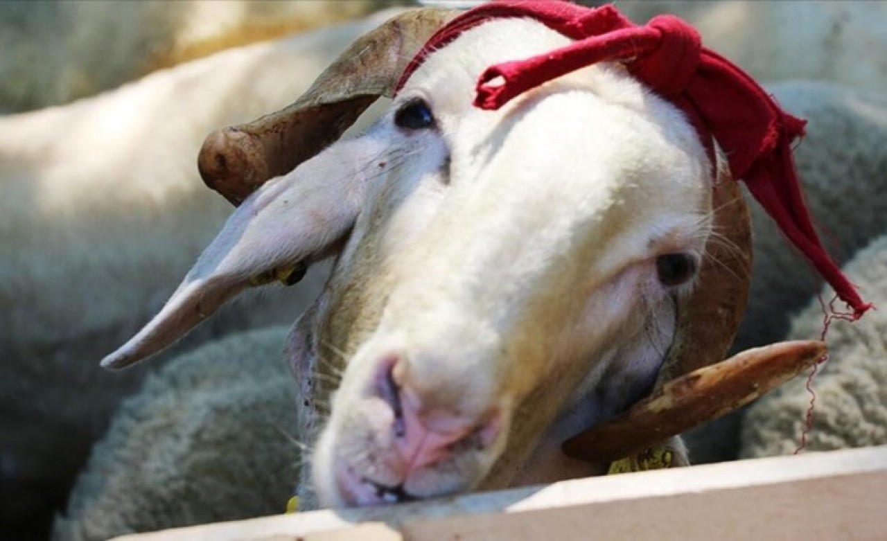 2021 yılı vekalet yoluyla kurban kesim bedelleri belirlendi: Fiyatlar geçen yıla oranla arttı