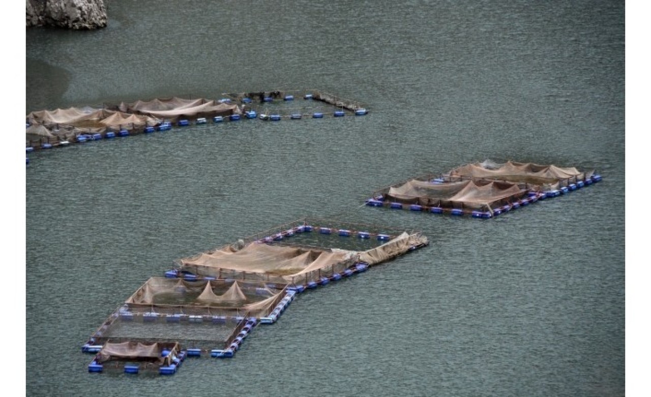 Su ürünlerinden 5 ayda yarım milyar dolar ihracat!