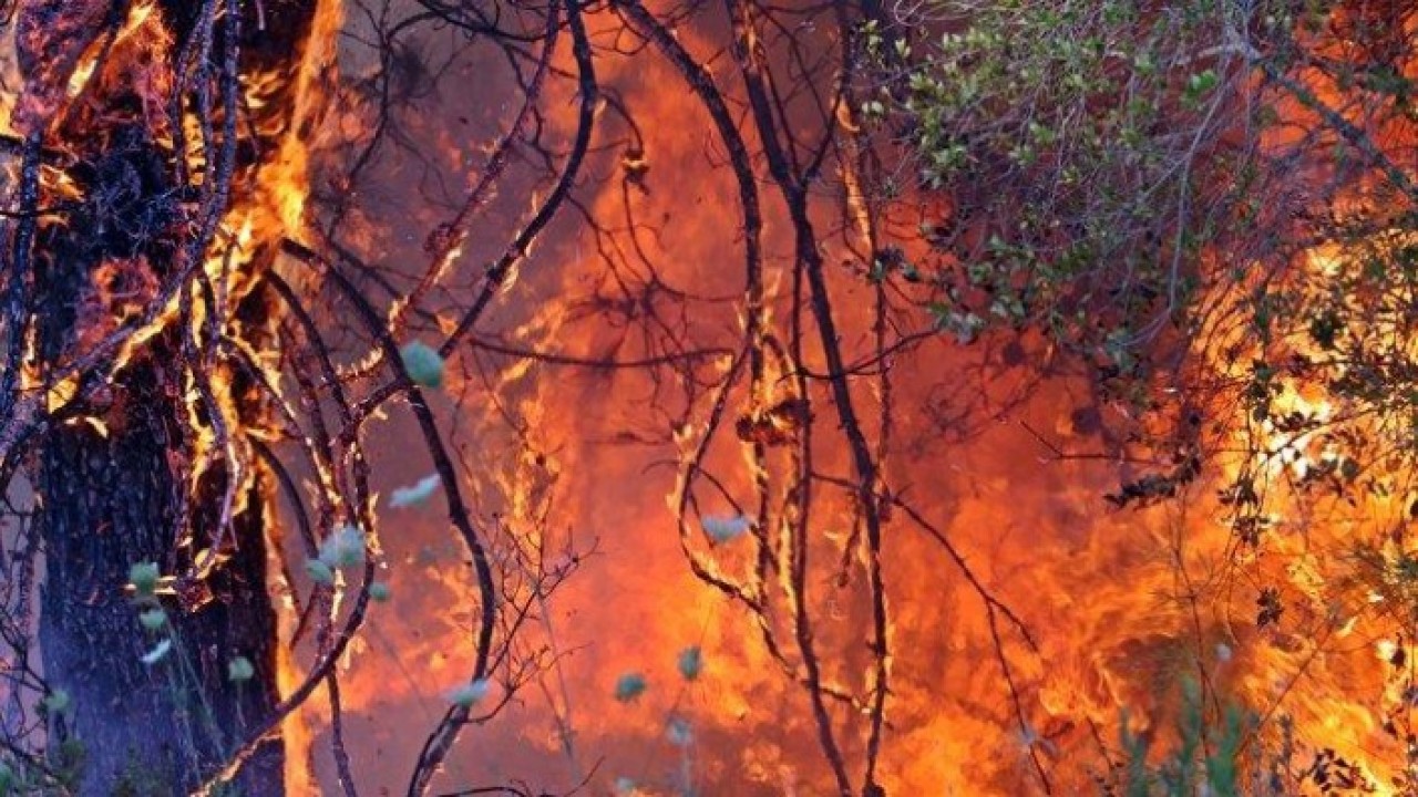 Bakan Pakdemirli,  başka ülkelerdeki yangınlardan örnekler verdi ve iddia etti: Dünyanın en başarılı birkaç teşkilatındanız!