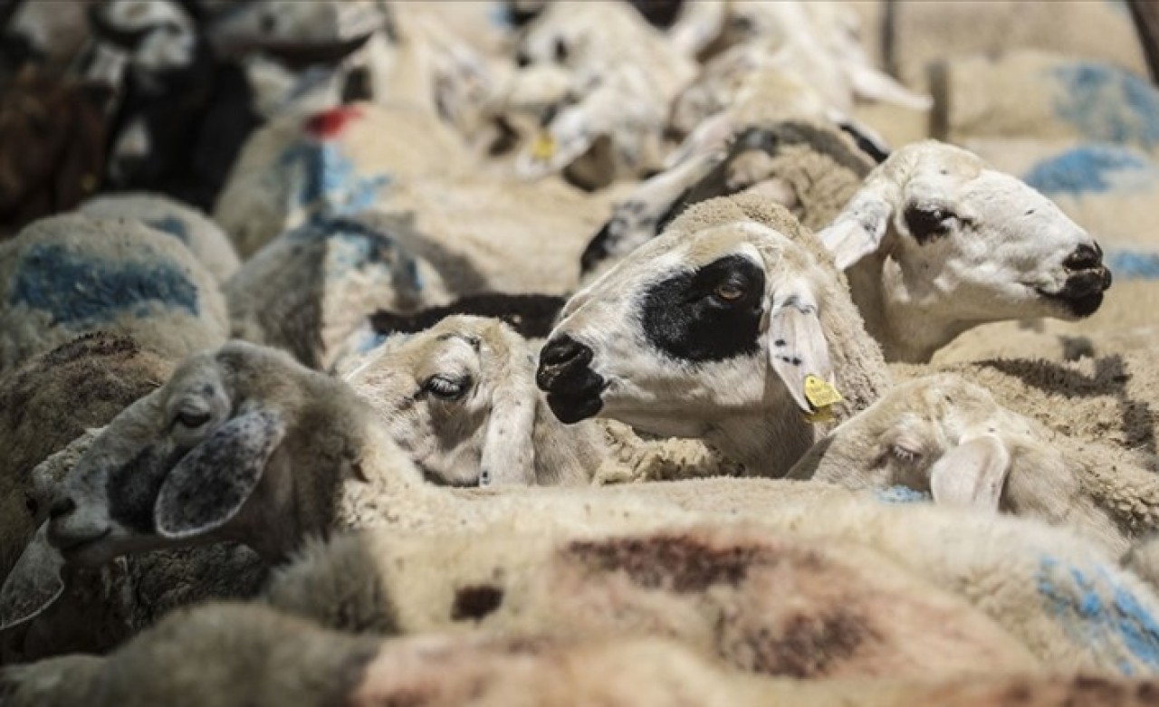 Diyanet'ten kredi kartıyla kurbanlık alanlara flaş uyarı