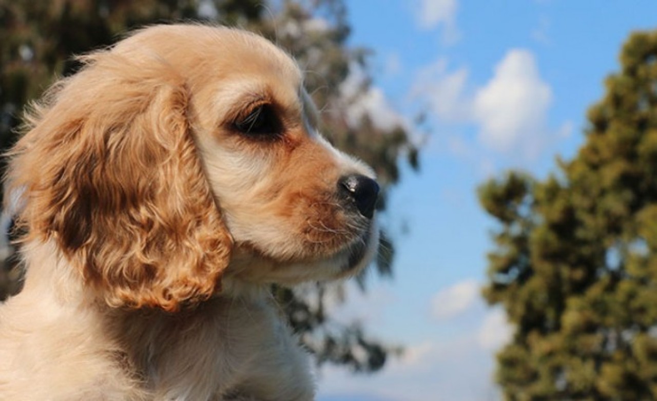 Hayvanları Koruma Kanunu TBMM komisyonda kabul edildi