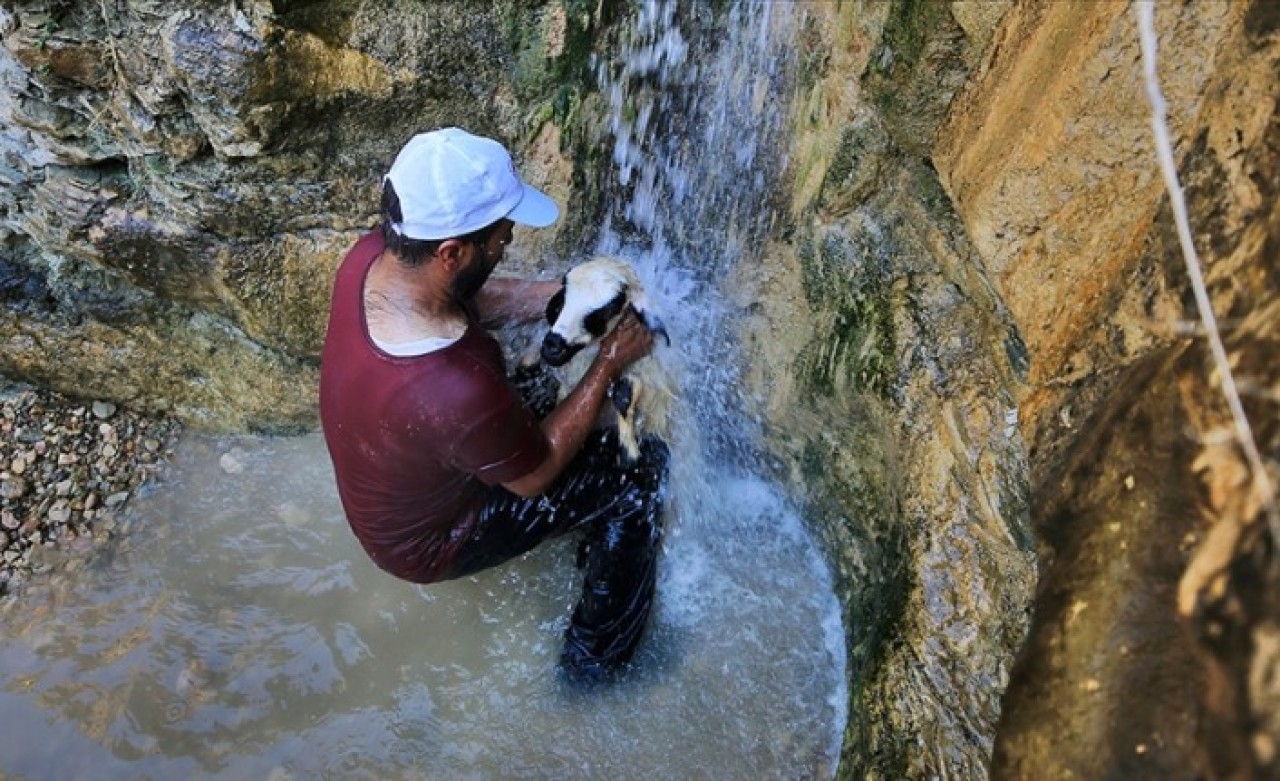 Sıcaktan bunalan küçükbaş hayvanlara şelale serinliği