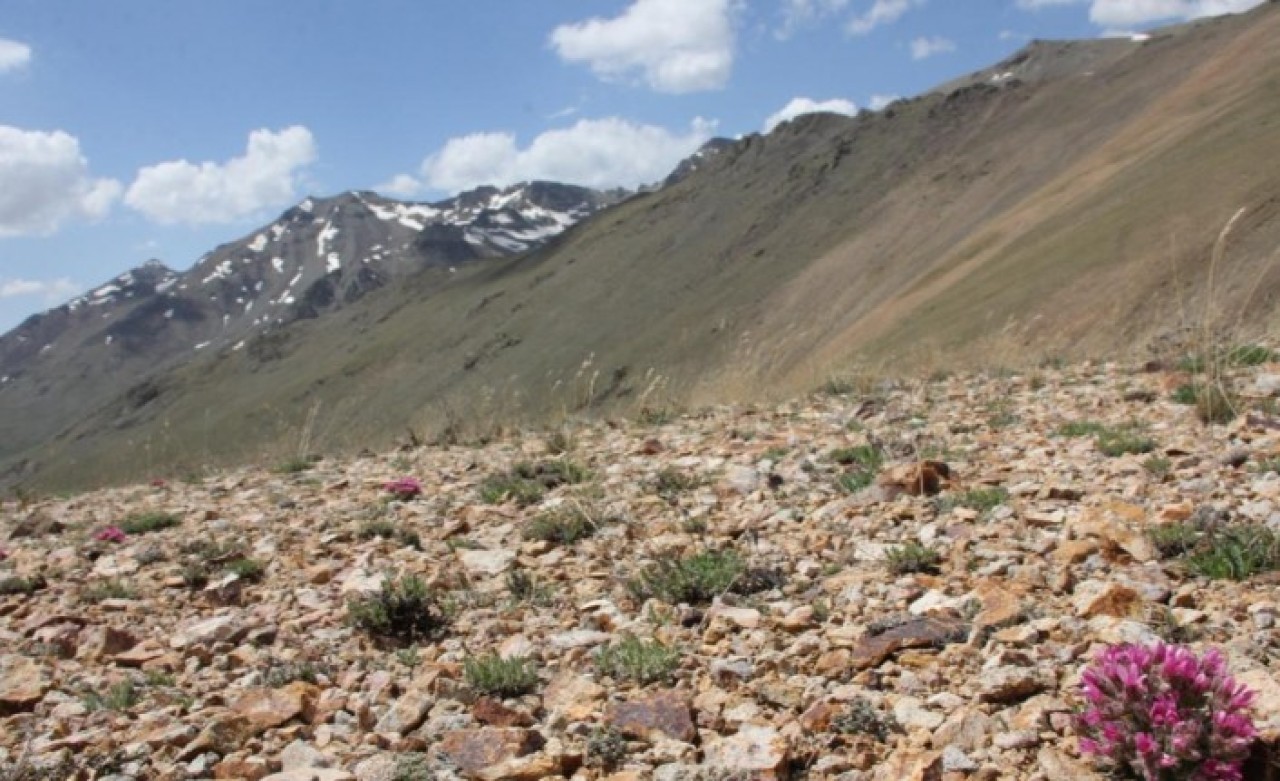 Bayburt'ta keşfedilen bitki türü Aziz Sancar'ın adını taşıyacak
