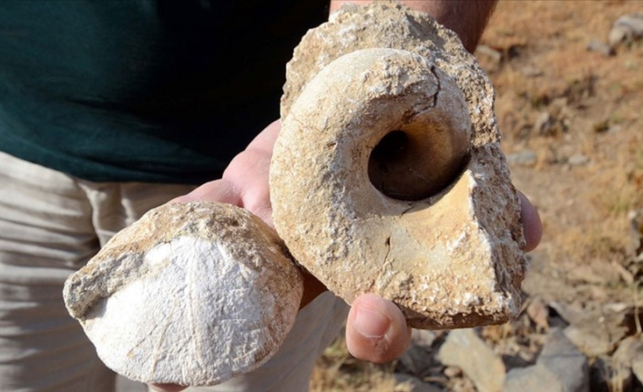 Muş'ta 35 milyon yıllık olduğu düşünülen deniz canlısı fosili