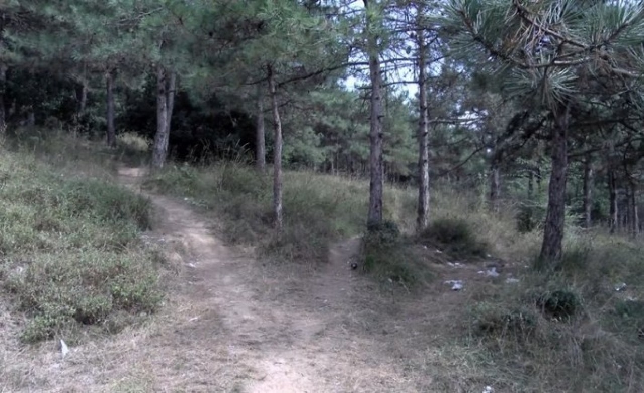 Sultangazi'de ormanda kadın cinayeti: Ulviye Avağ öldü