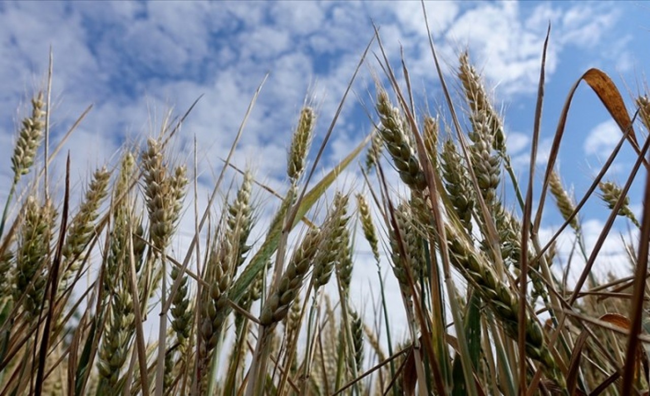 Trakya'da buğday verimi çiftçileri sevindirdi