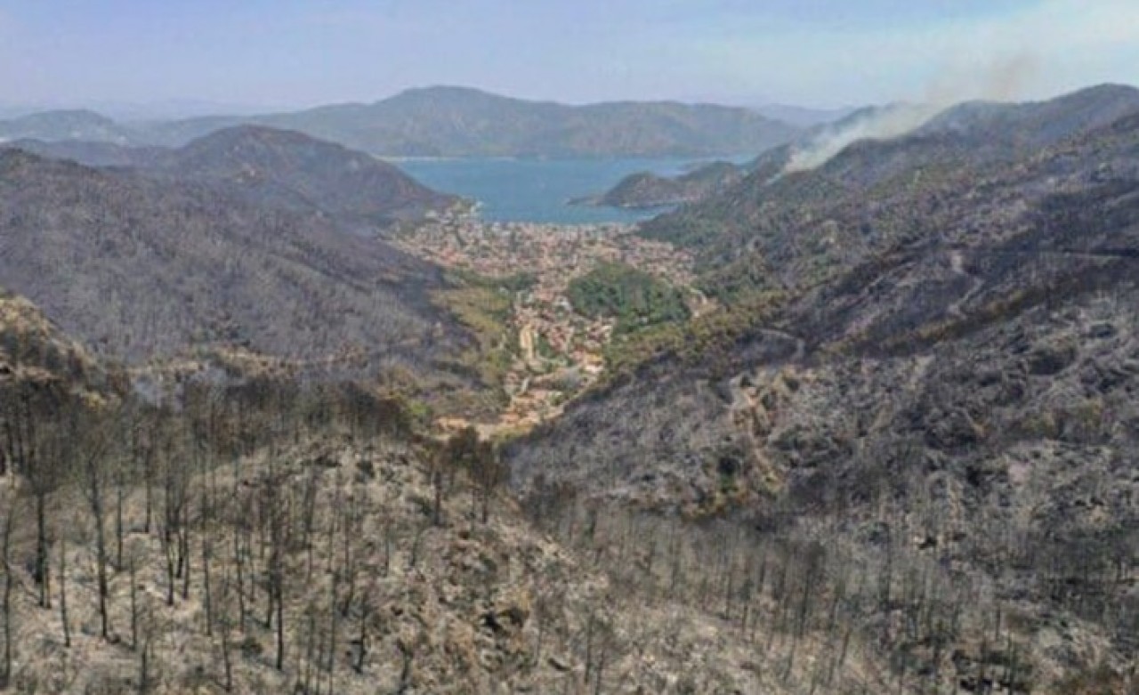 Yanan ormanların yerine ne olacak: İşte açıklanan 3 senaryo!