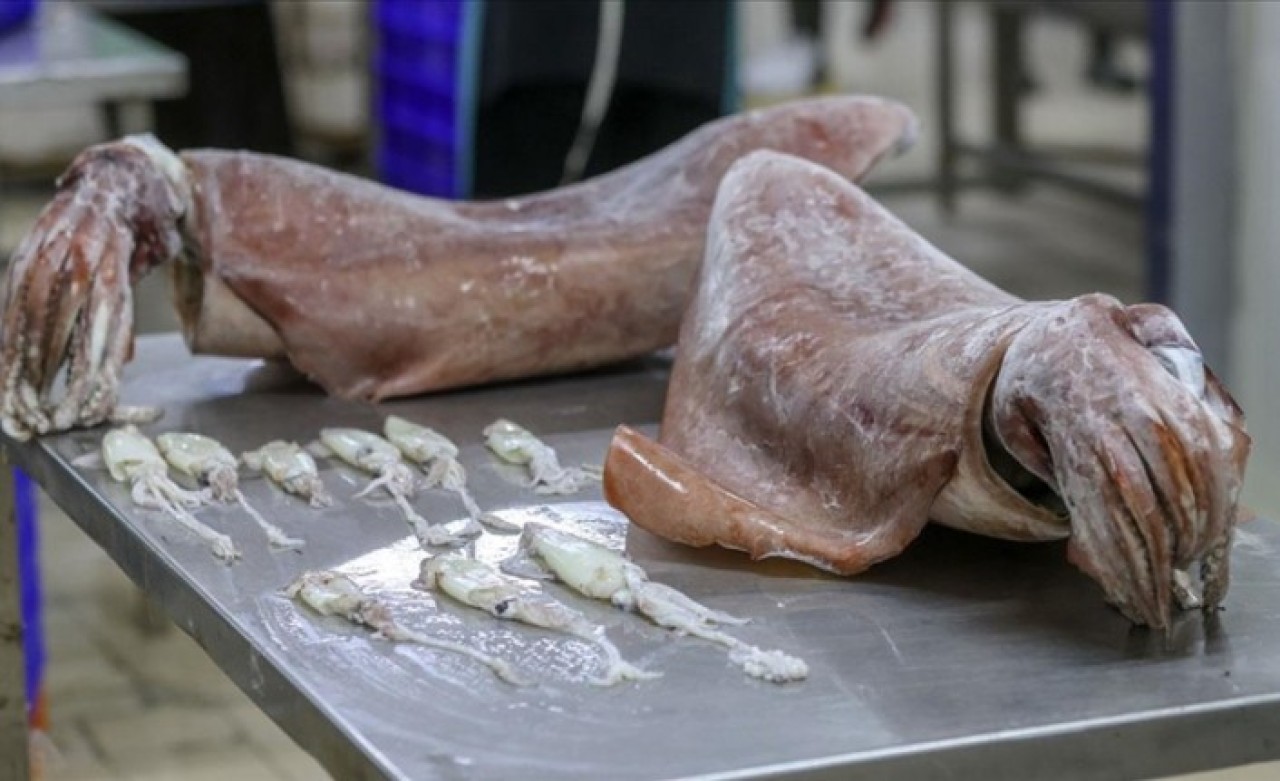 Balıkçılar ağa takılan şeyi görünce gözlerine inanamadı: Meslek hayatımda ilk defa karşılaşıyorum