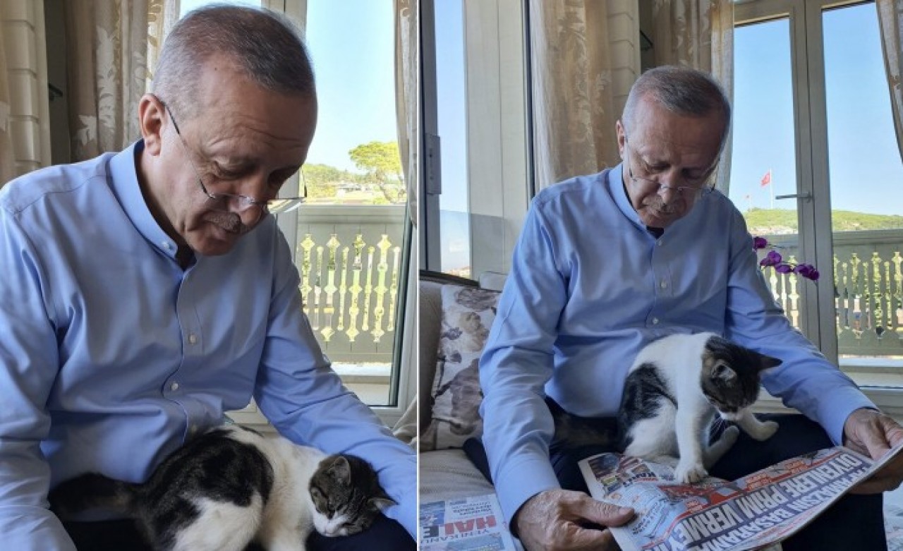 Cumhurbaşkanı Erdoğan paylaştı: Meraklı kedi!