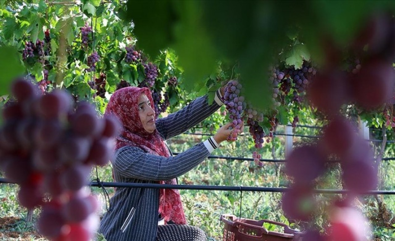 Devlet desteğiyle kurduğu üzüm bağını büyütmeyi hedefliyor