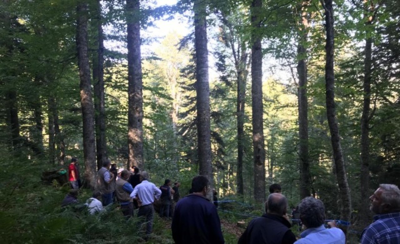 Düzce'de kestiği ağacın altında kaldı: Musa Ay öldü