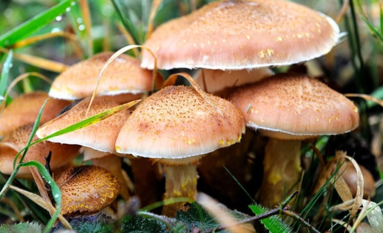 Mantar zehirlenmelerine karşı uzmanlar uyardı: Ölümcül olabiliyor