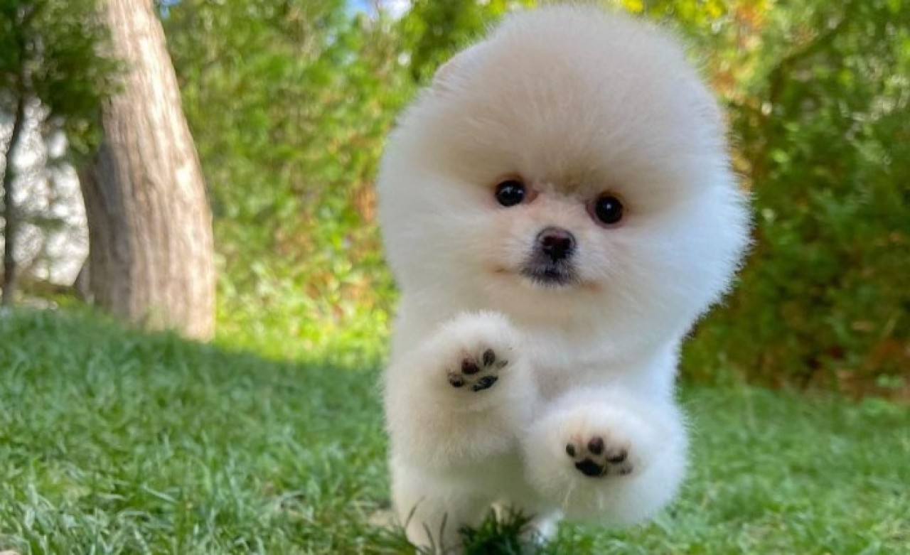 PomeranianBoo Köpeği Hakkında