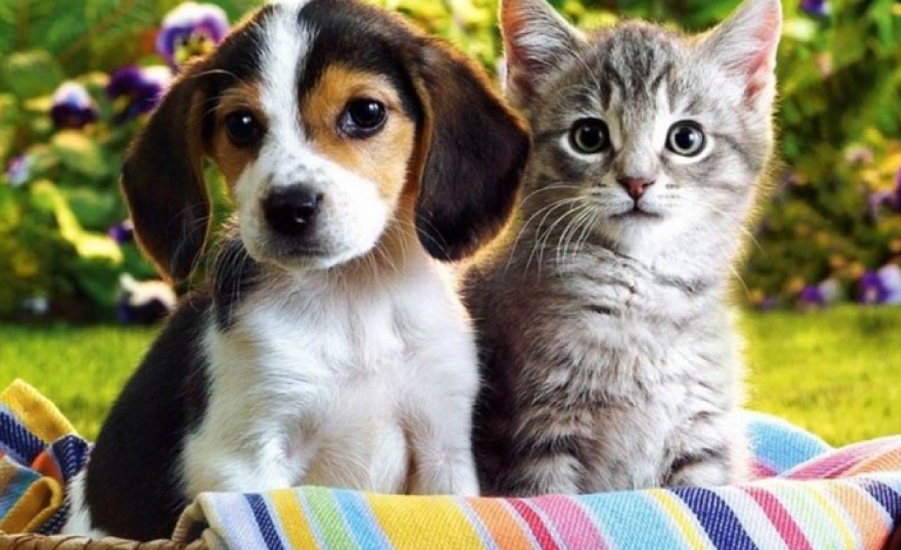 Kedi ve köpek sahipleri dikkat: Hepsine mikroçip takılacak!