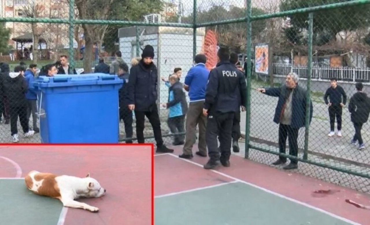 Bir pitbull saldırısı da İstanbul'dan: Muhammed Can Değirmenci ile Samet Eren Özger hastanelik oldu