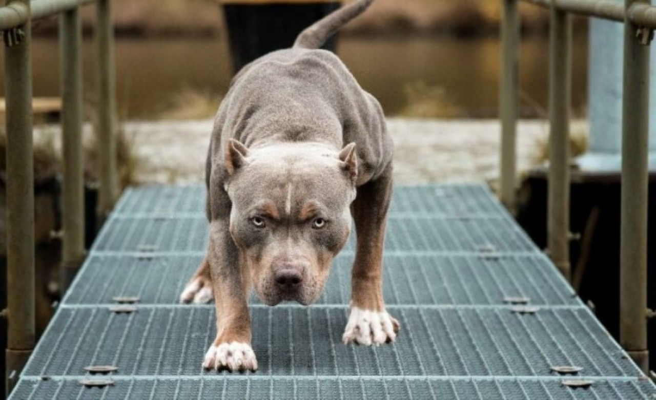 Denizli’de pitbull cinsi köpeğin saldırdığı 13 yaşındaki çocuk yaralandı