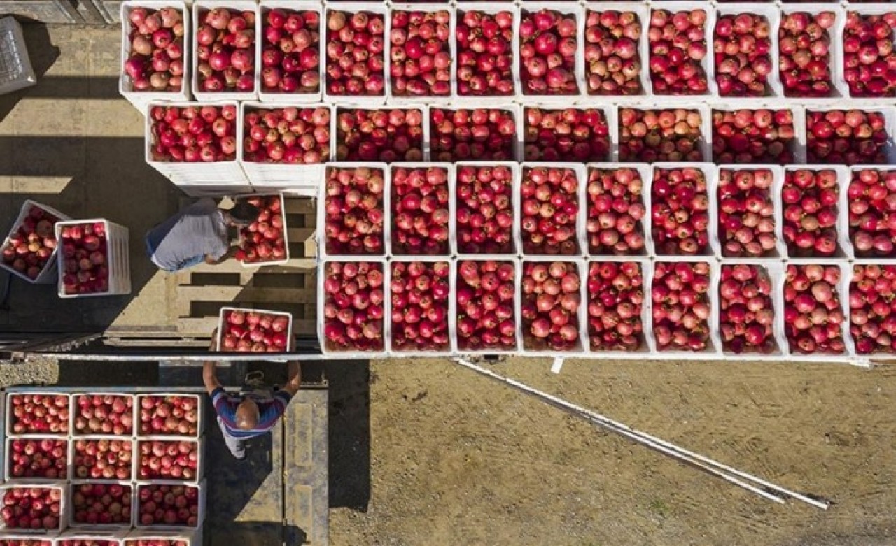Tarım sektöründe  tüm zamanların en yüksek ihracatı