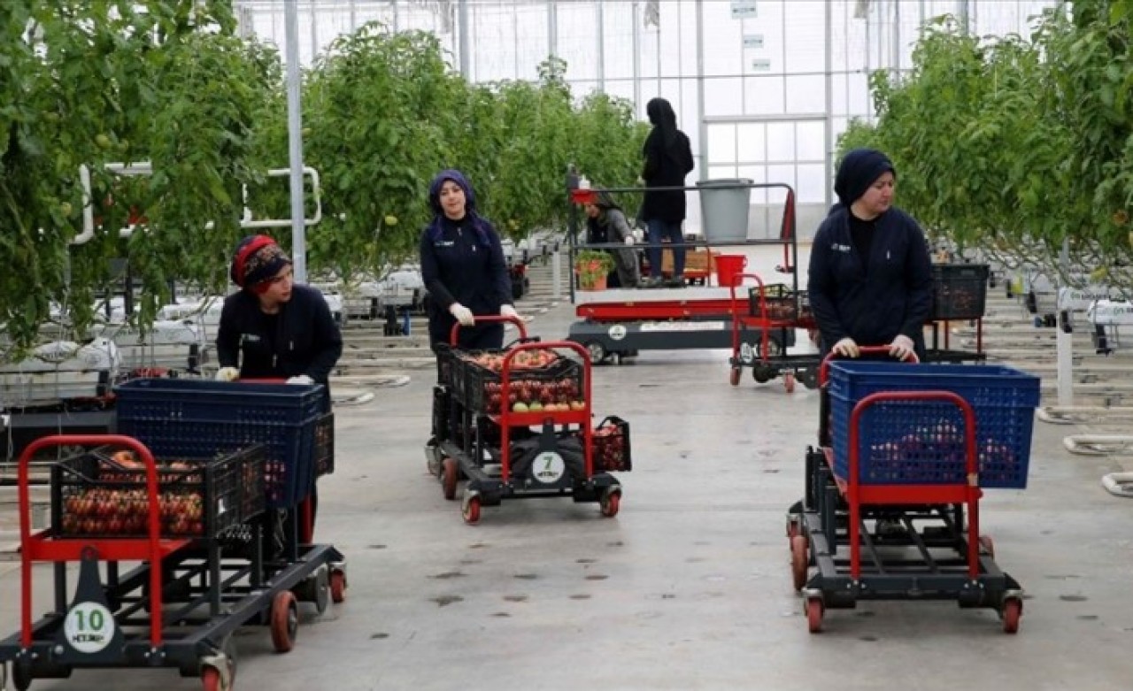 Sivas'ta jeotermal serada yetiştirilen domatesler Avrupa'ya satılıyor