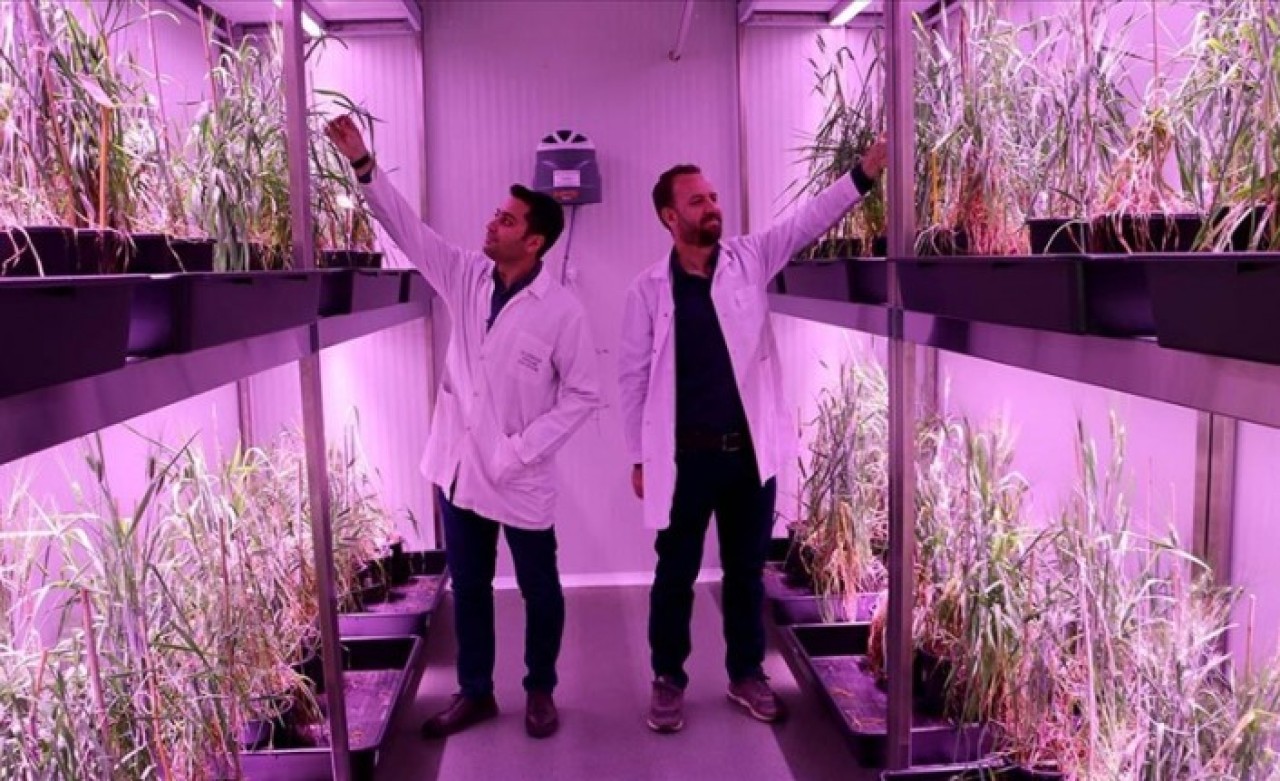 Bir yıl içerisinde 5 hasat! 'İklim Odaları' ile buğdayın ıslah süresi 5 yıla düşecek