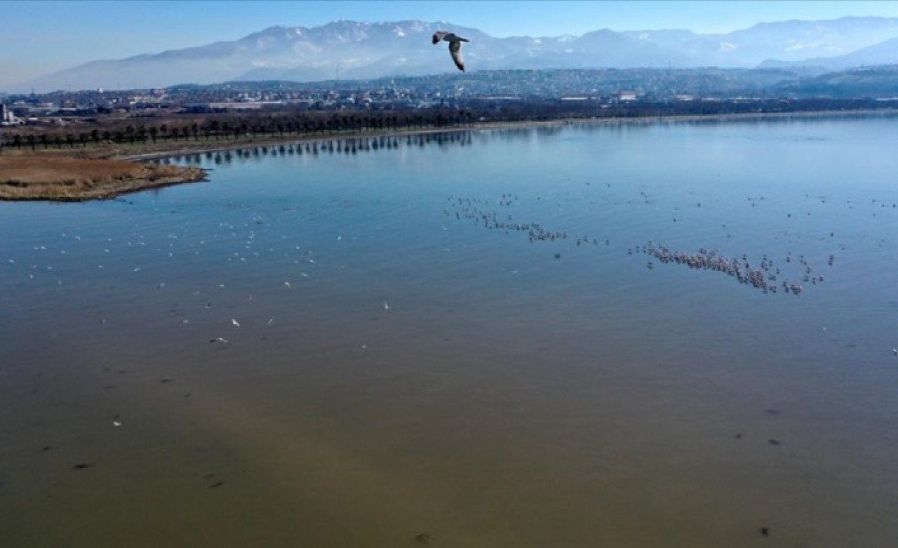 Flamingolar İzmit Körfezi'ne renk katıyor