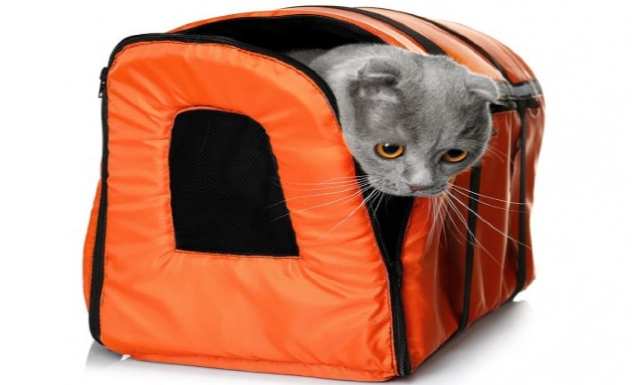 Kedi Taşıma Çantası Nasıl Kullanılır?