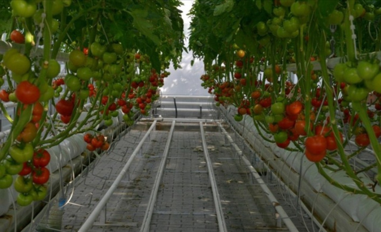 Kırşehir'de topraksız tarımda alternatif ürün projeleri yürütülüyor