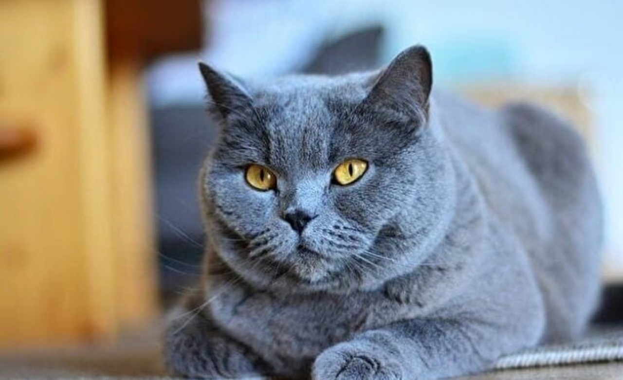 ​​​​​​​Dünya Kedi Kayıtları Federasyonundan Rus kedilere yasak!
