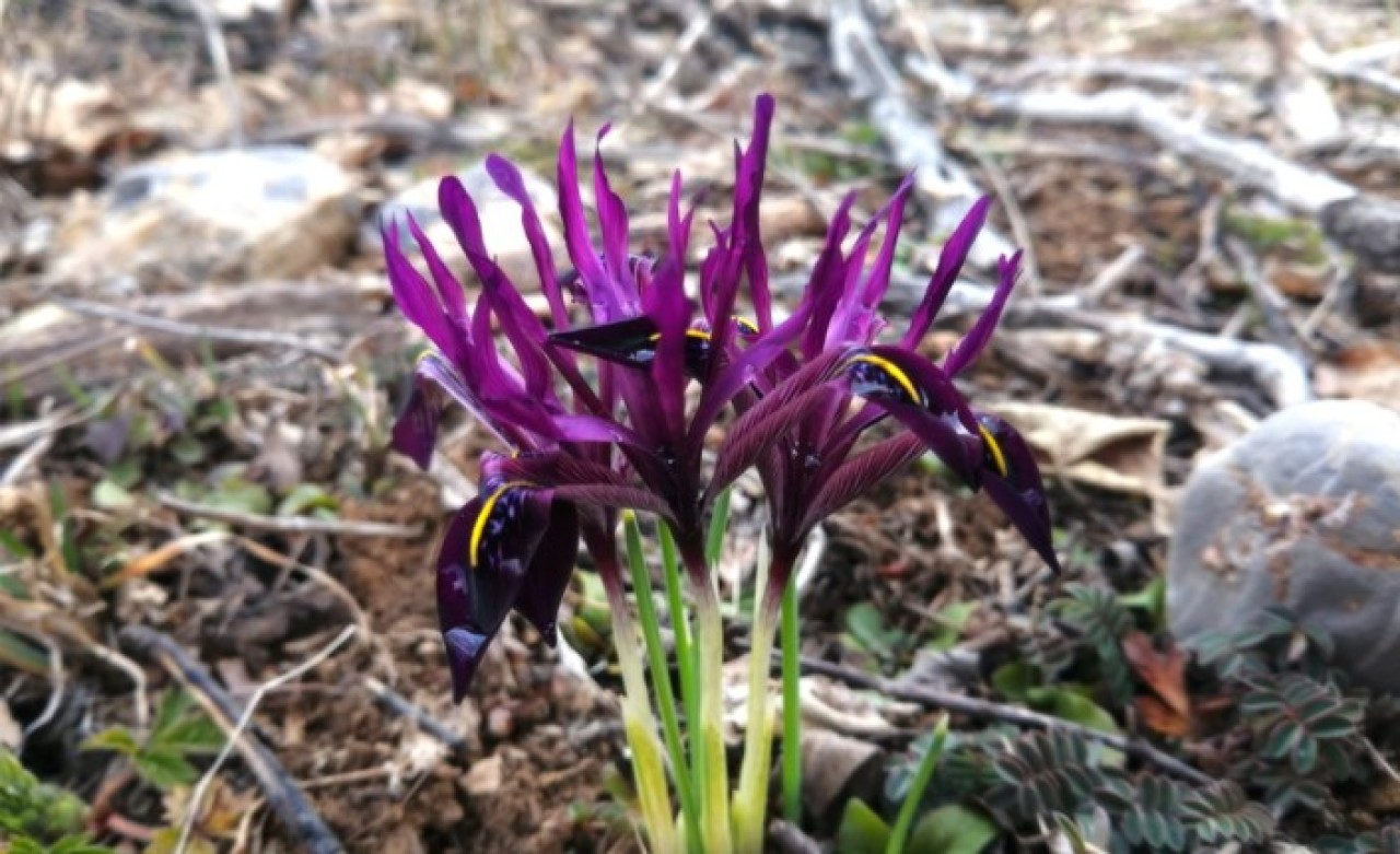 Dünyada sadece Kayseri'de bulunuyor: Endemik bitki "kır navruzu" çiçek açtı