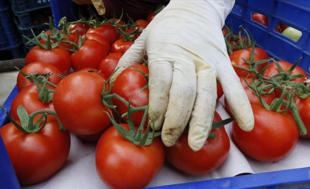 Rusya kısıtlamayı kaldırdı! Sebze ithalatını artırıyor