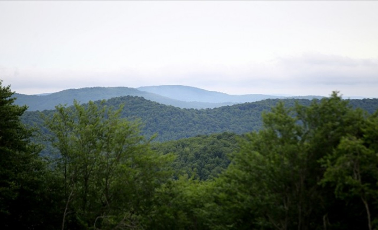 Türkiye'nin orman varlığı bir yılda 177 bin hektar arttı