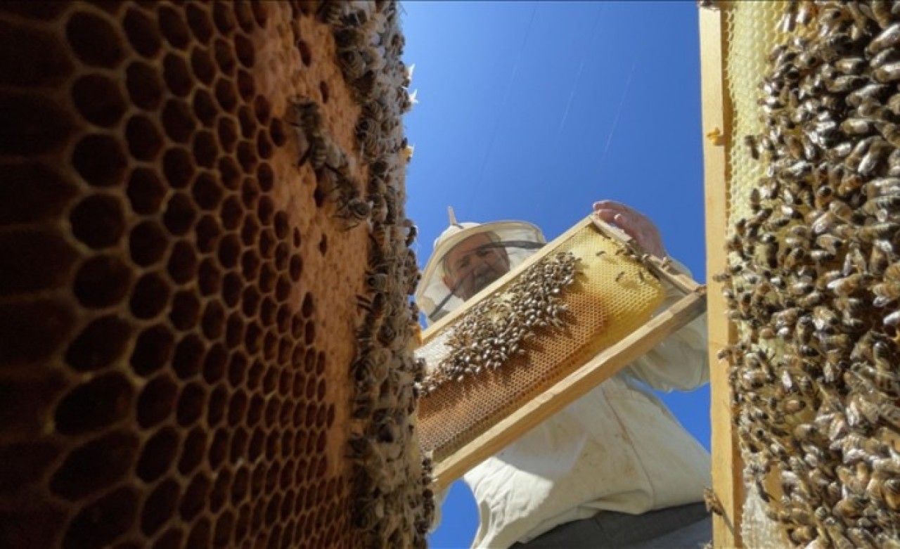Akademik destek Bingöl balının üretim miktarını ve kalitesini artırdı
