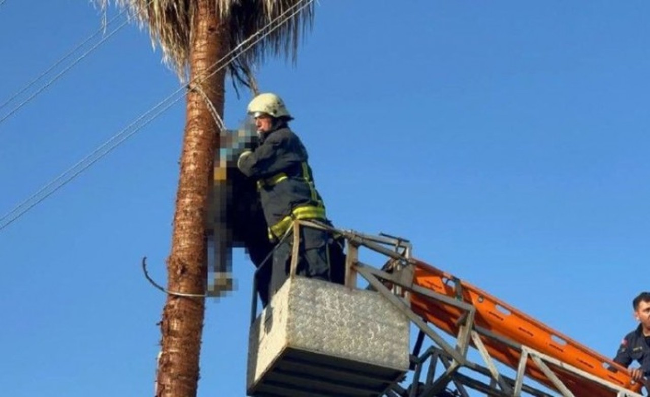 Alanya'da ağaç budarken kalp krizi geçiren Ercan Özege öldü