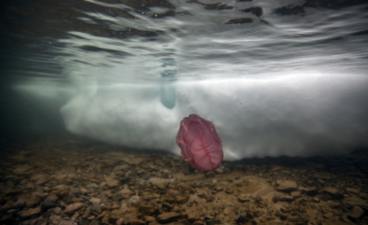 Anadolu Ajansı "Beroe cucumis" canlısını ilk kez görüntüledi