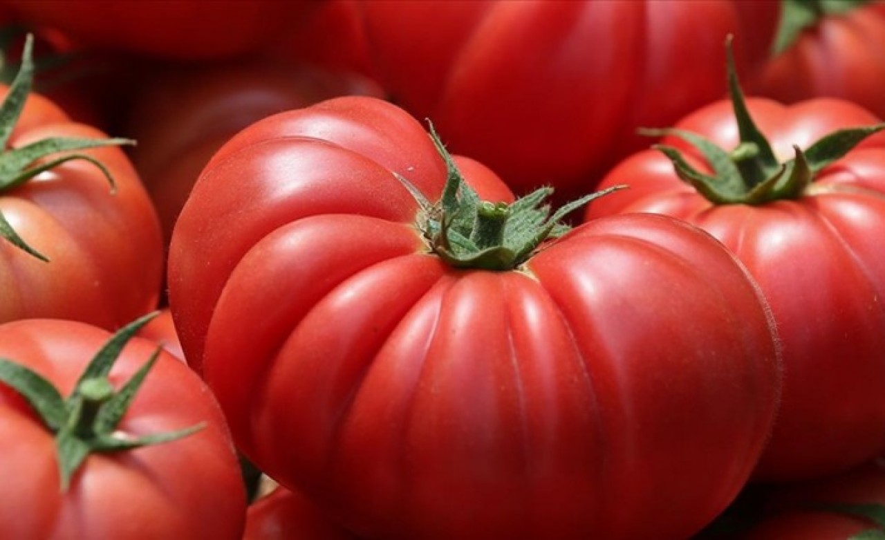 Antalya'da sebze hasadında hareketlilik sürüyor