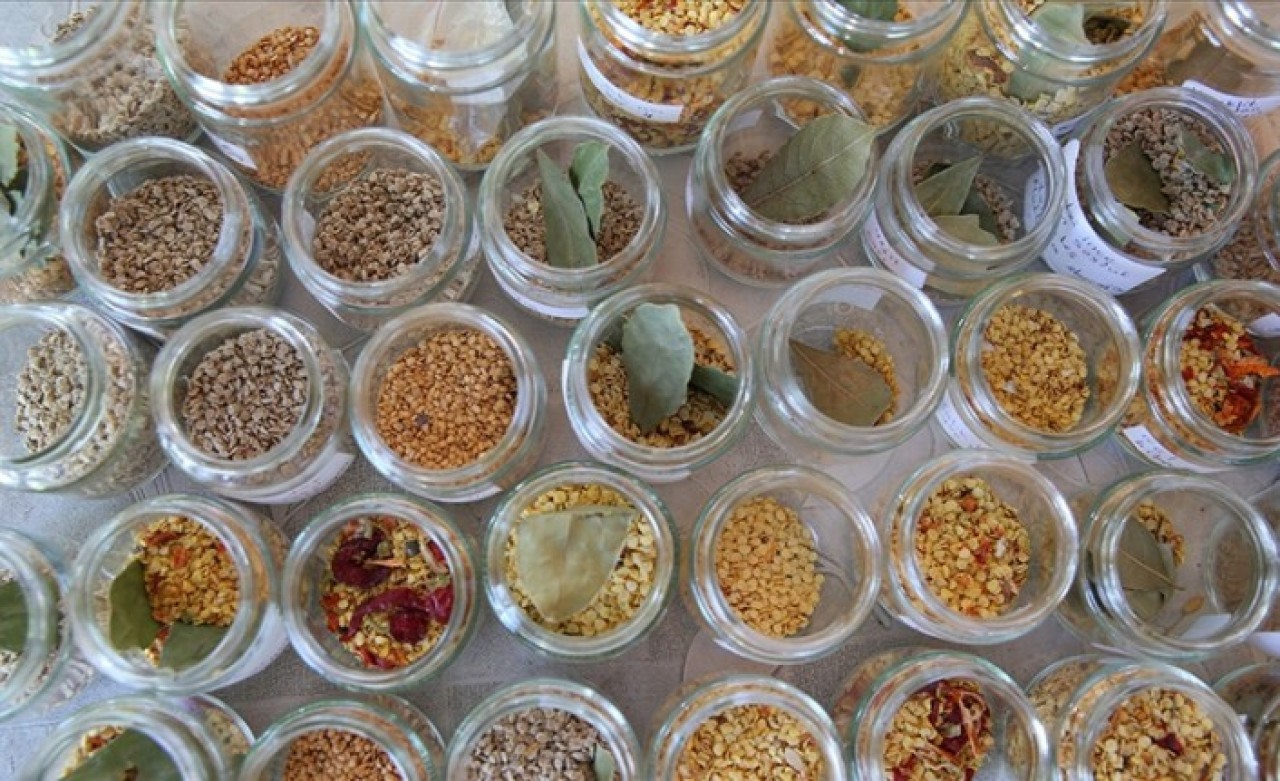 'Ata tohumları' yerli tohum geliştirilmesinde kilit rol oynuyor