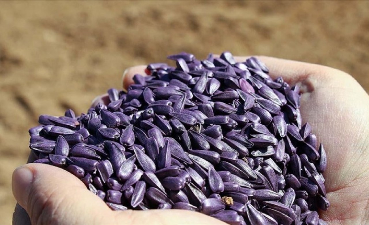 Ayçiçeği ekim alanı hibe destekli tohumla 4 kat büyüdü