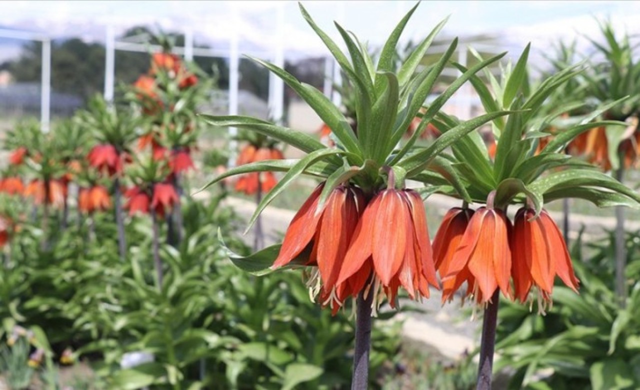 Baharın müjdecisi 'ağlayan gelin'in bir türü daha tescil yolunda