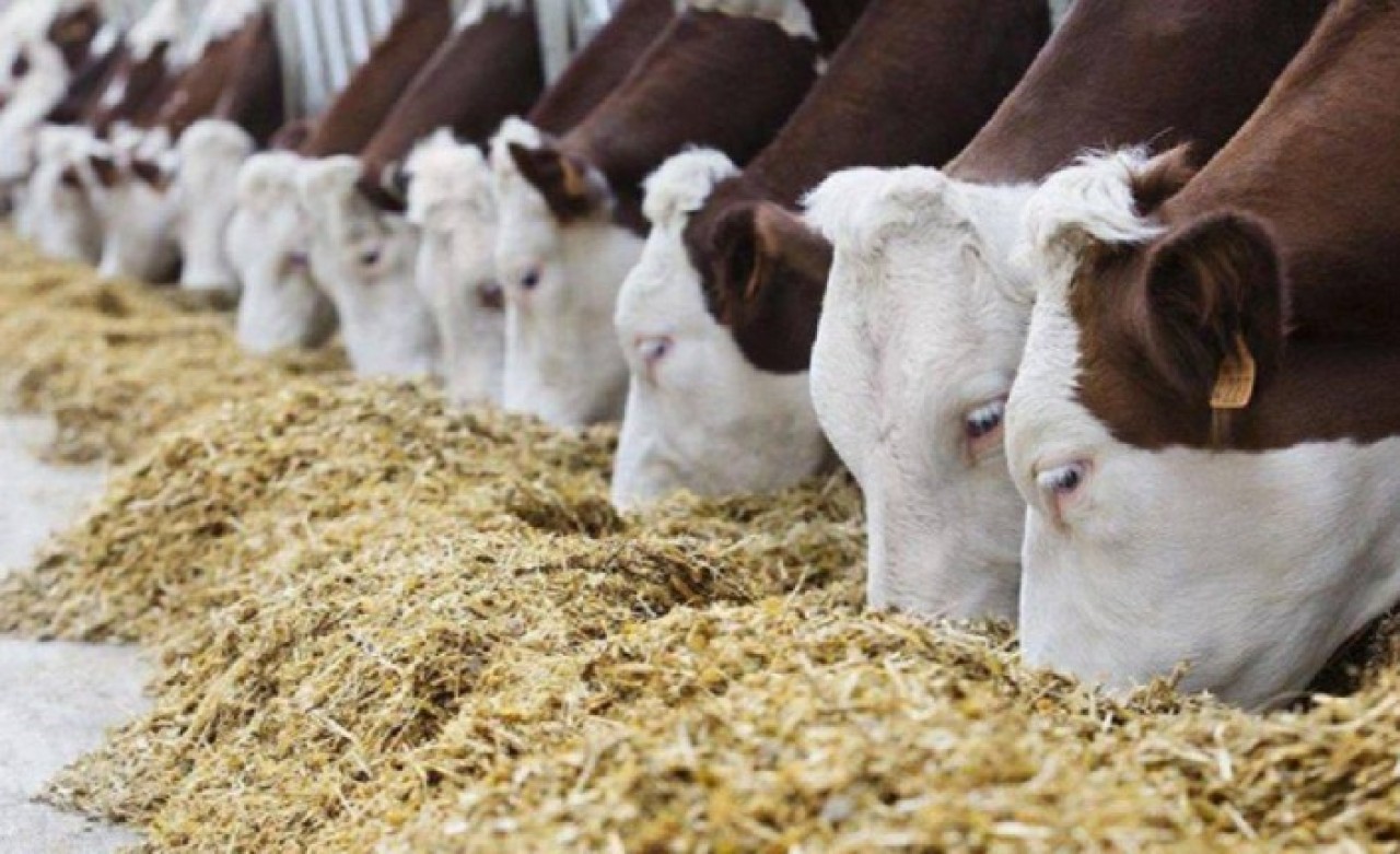 Bakanlık onay verdi: Genetiği değiştirilmiş iki ürün hayvan yemlerinde kullanılacak!