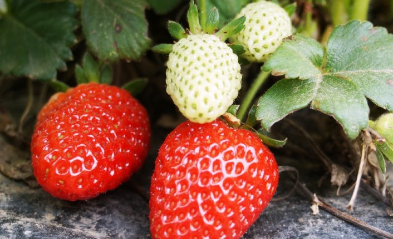 Batman'nın tescilli Sason çileğinde bu yıl hedef 5 bin ton