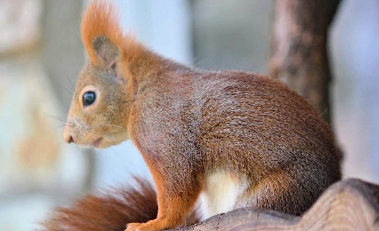 Bolu'da yolcu otobüsünde 63 sincap yavrusu ele geçirildi