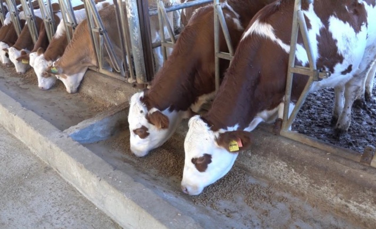 Kırmızı et piyasası için yeni düzenleme Resmi Gazete'de